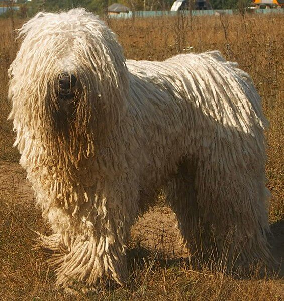 komondor.jpg