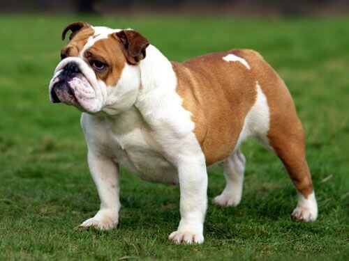 Angol bulldog