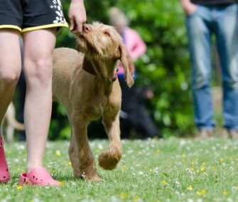 Drótszőrű magyar vizsla