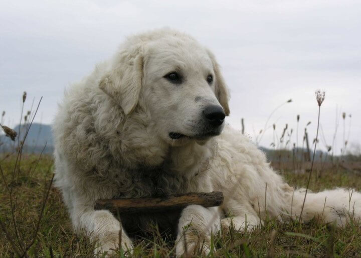 Kuvasz