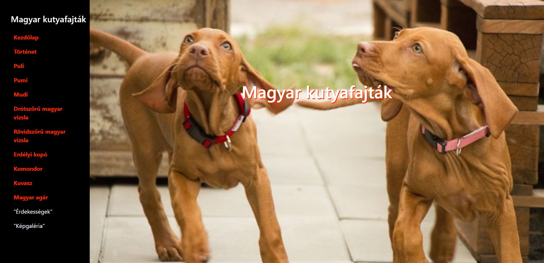 Magyar kutyafajták feladat